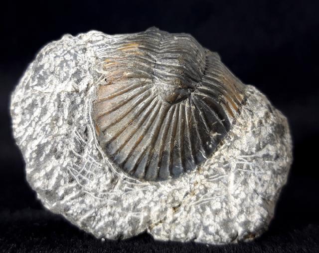 Scabriscutellum hammadi CHATTERTON et al. 2006 - Bild © FossNet FossilienStore